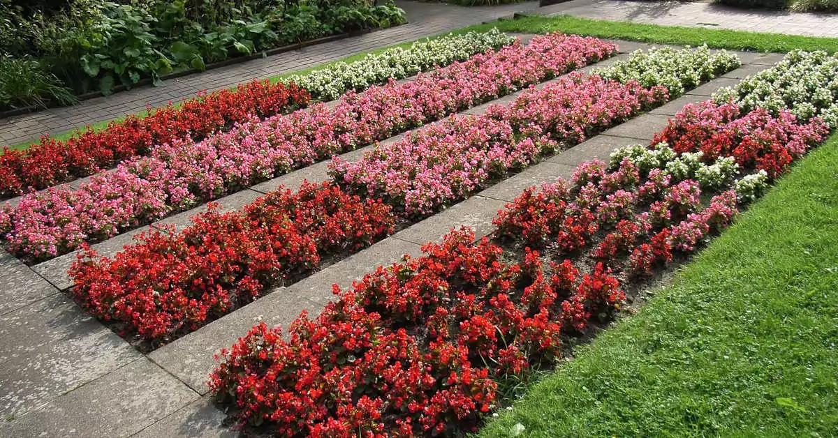 Czy begonia jest trująca dla kota?