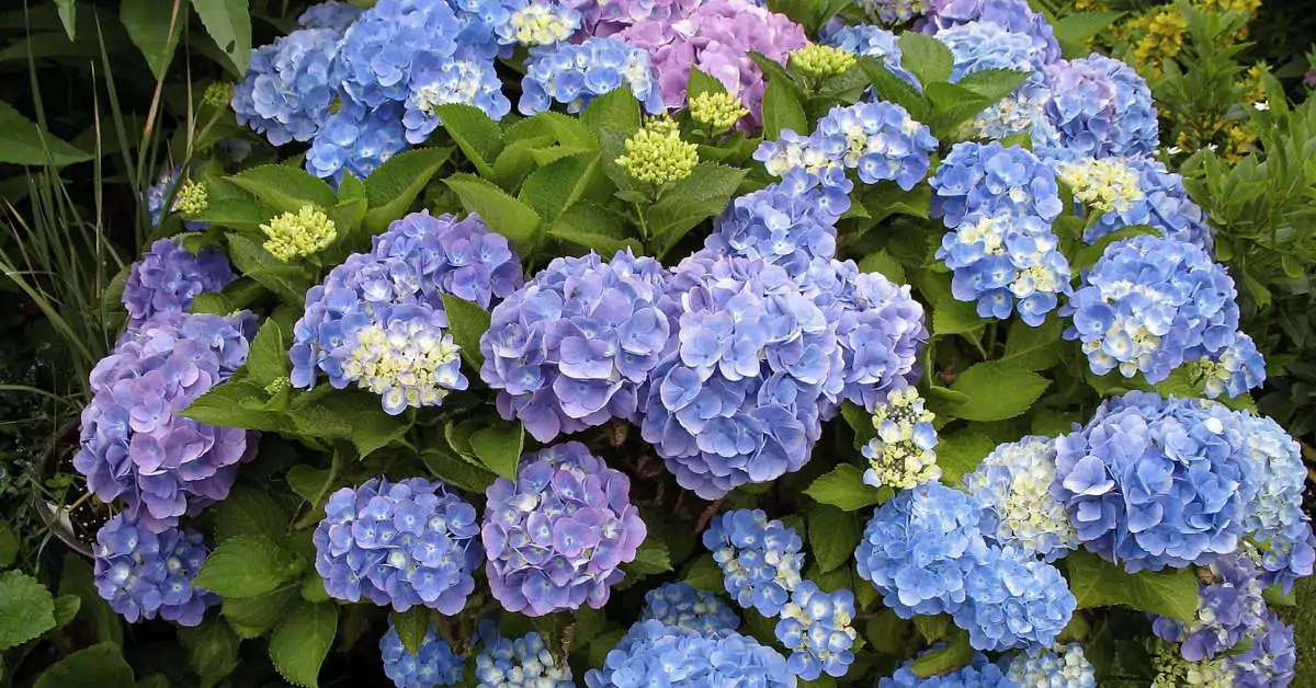 Dlaczego hortensja Anabelle nie kwitnie?