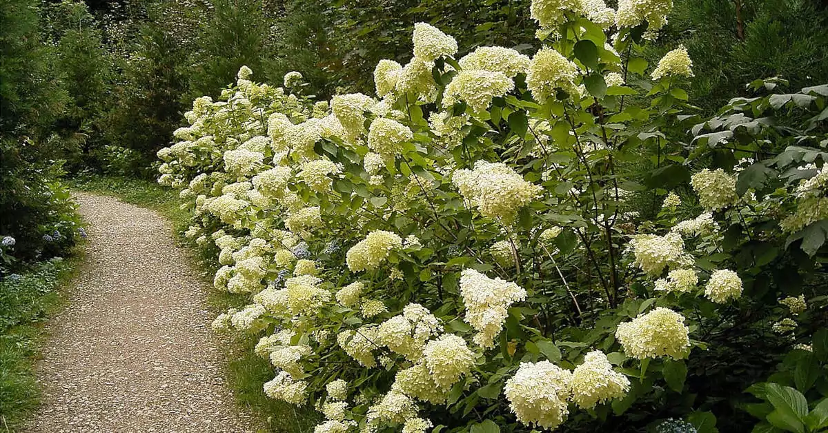 Hortensja Polar Bear – jak szybko rośnie?