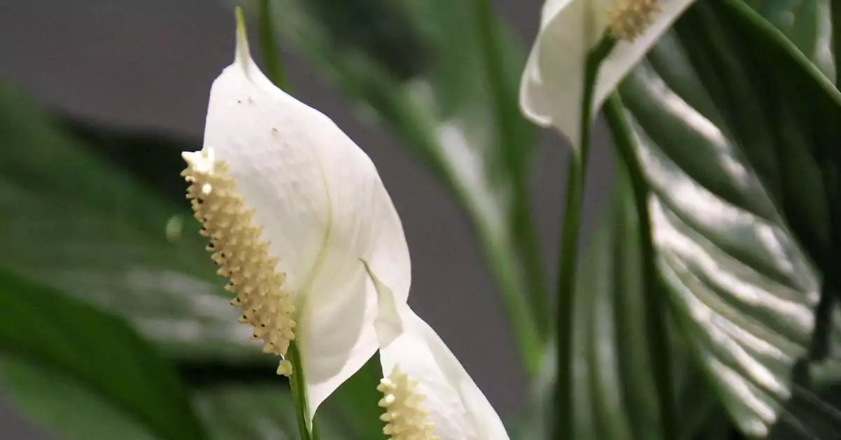 Czy skrzydłokwiat jest trujący dla kota?