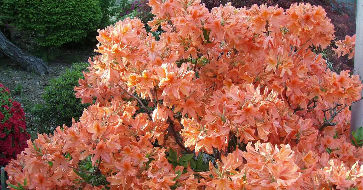 Czy azalia doniczkowa nadaje się do ogrodu?