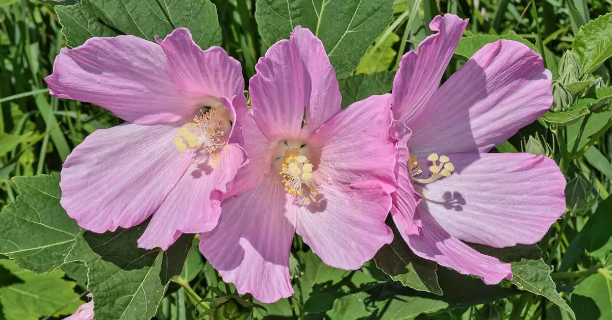 Hibiskus bagienny – kiedy przycinać?