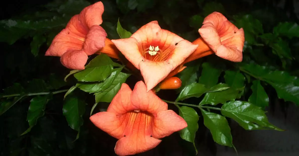 Milin amerykański – sadzenie, uprawa, wymagania