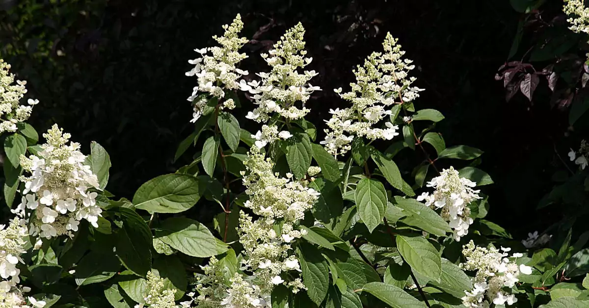 Hortensja bukietowa – czy okrywać na zimę?