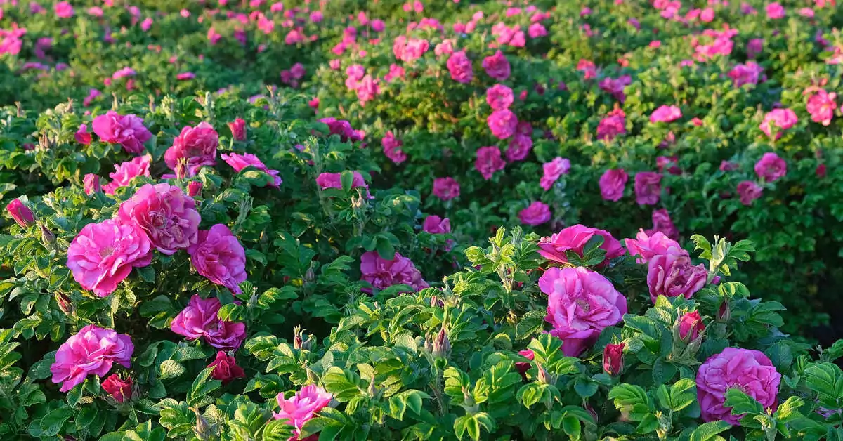 Czy miedzianem można pryskać róże?