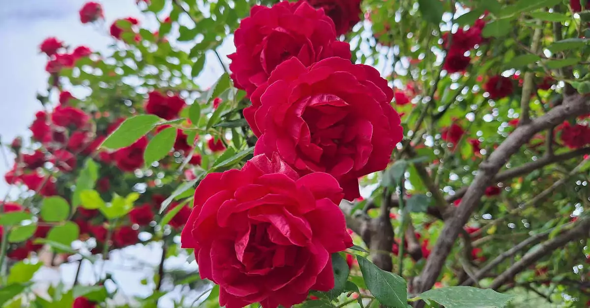 Jakiego sąsiedztwa nie lubią róże?