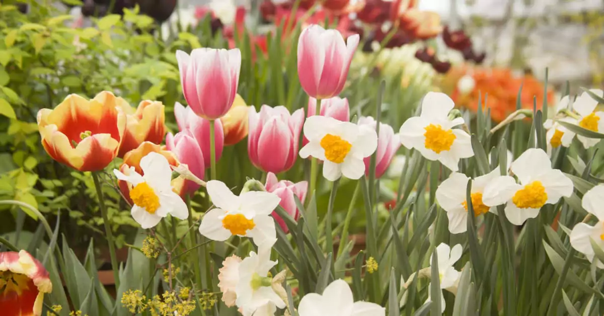 Wiosna w ogrodzie – kalendarz ogrodnika