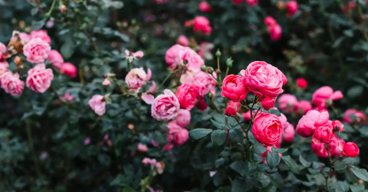 Czym się różni róża rabatowa od wielokwiatowej?