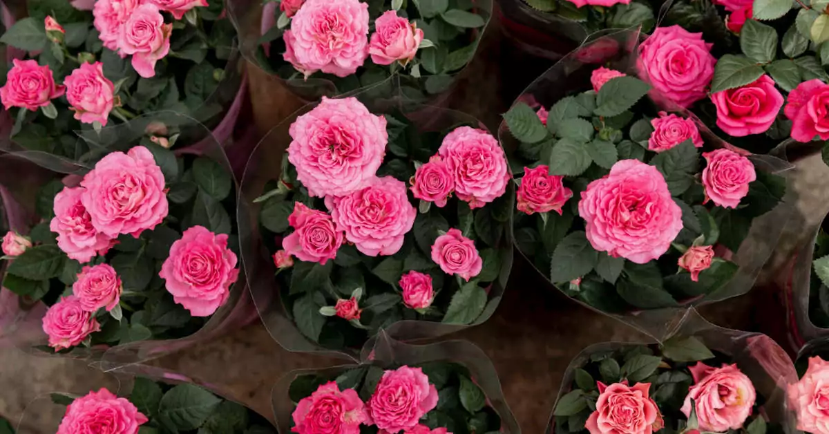 Jak suszyć róże w całości?