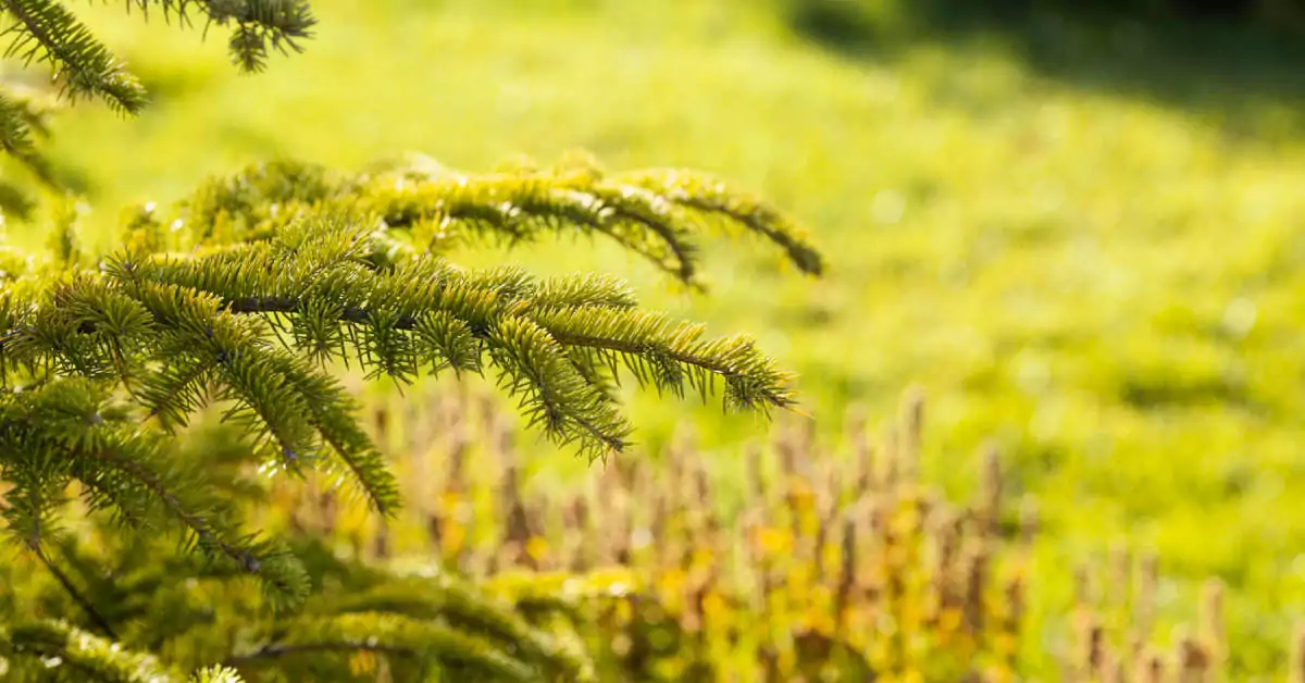 Co najlepiej posadzić pod świerkiem?