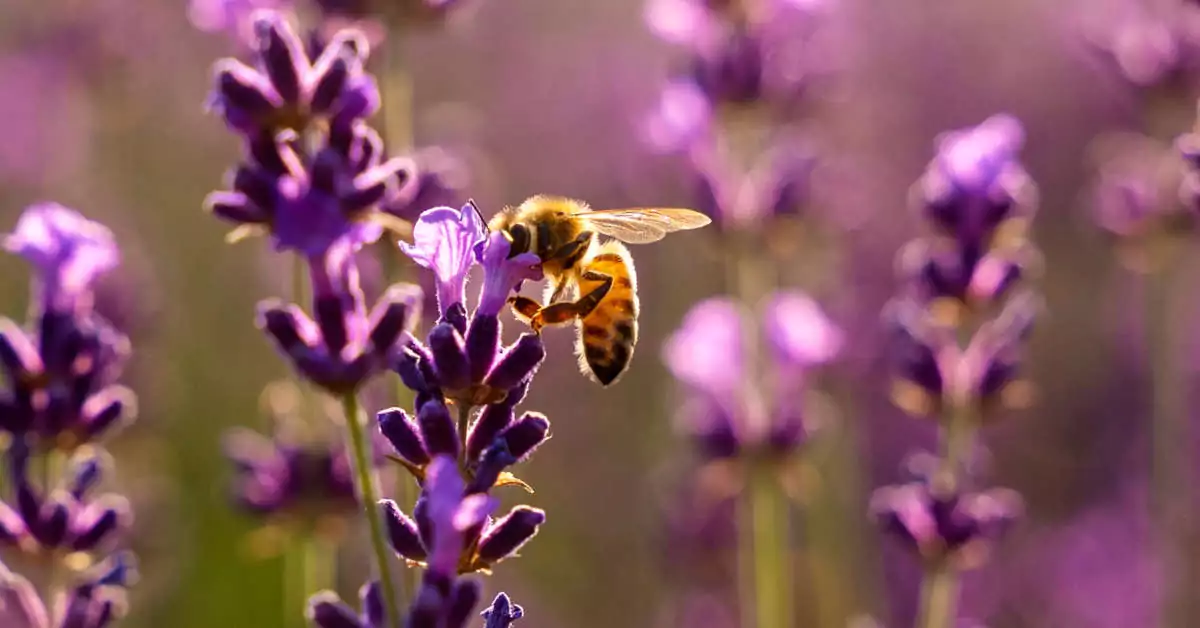 Co posadzić razem z lawendą?