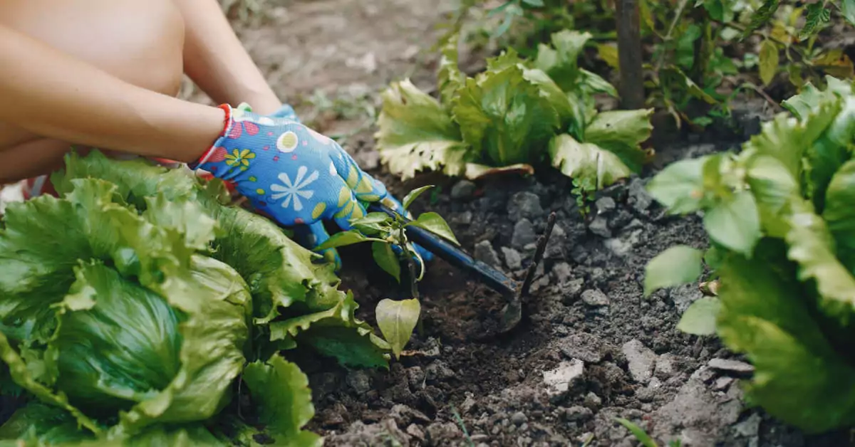 Lato w ogrodzie – kalendarz ogrodnika