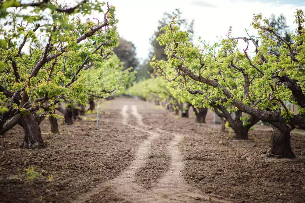 Końcówka marca to dobry moment na sadzenie nowych drzew i krzewów owocowych