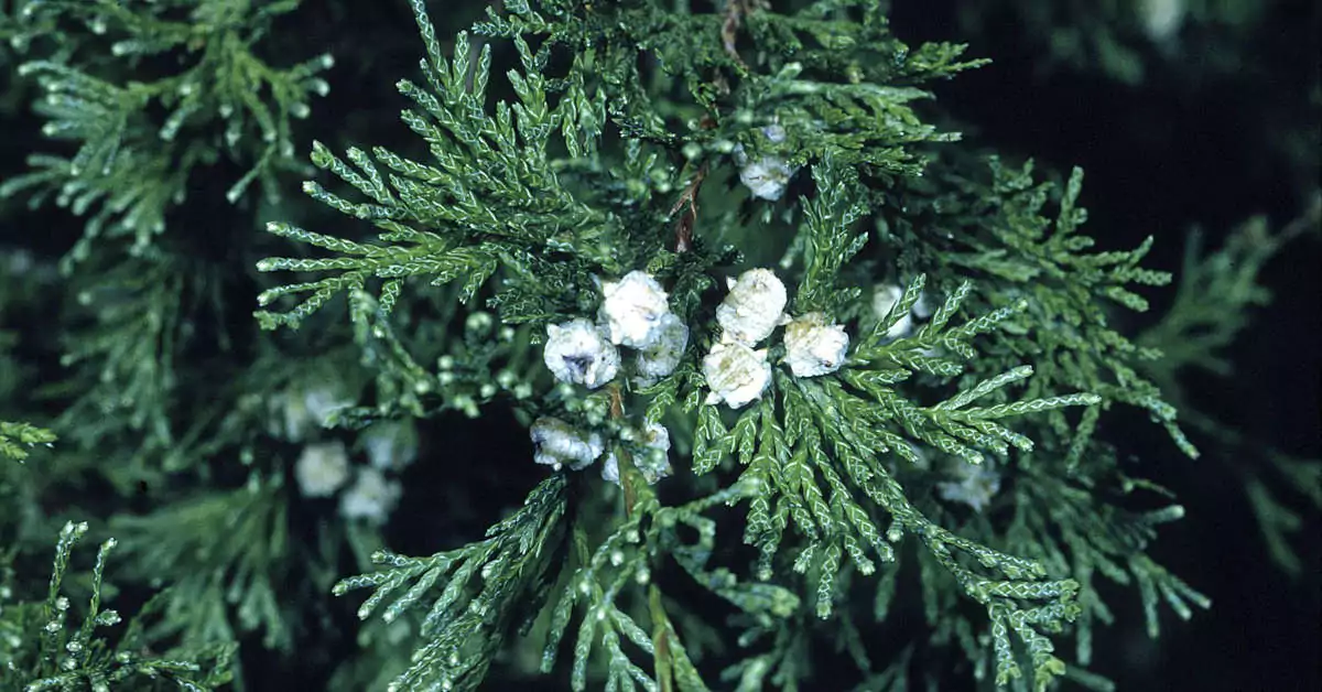 Czy cyprysik przezimuje w gruncie?