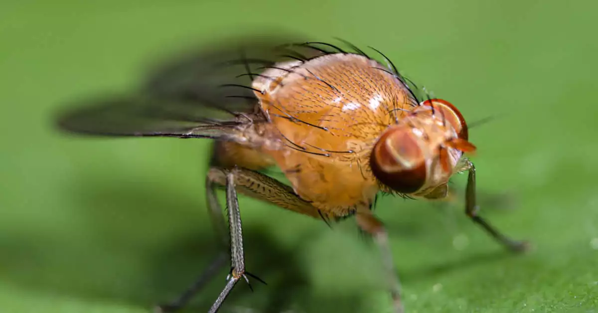 Jak pozbyć się muszek owocówek?