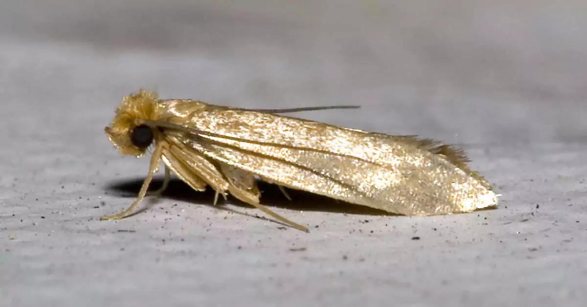 Czy mole spożywcze jedzą ubrania?