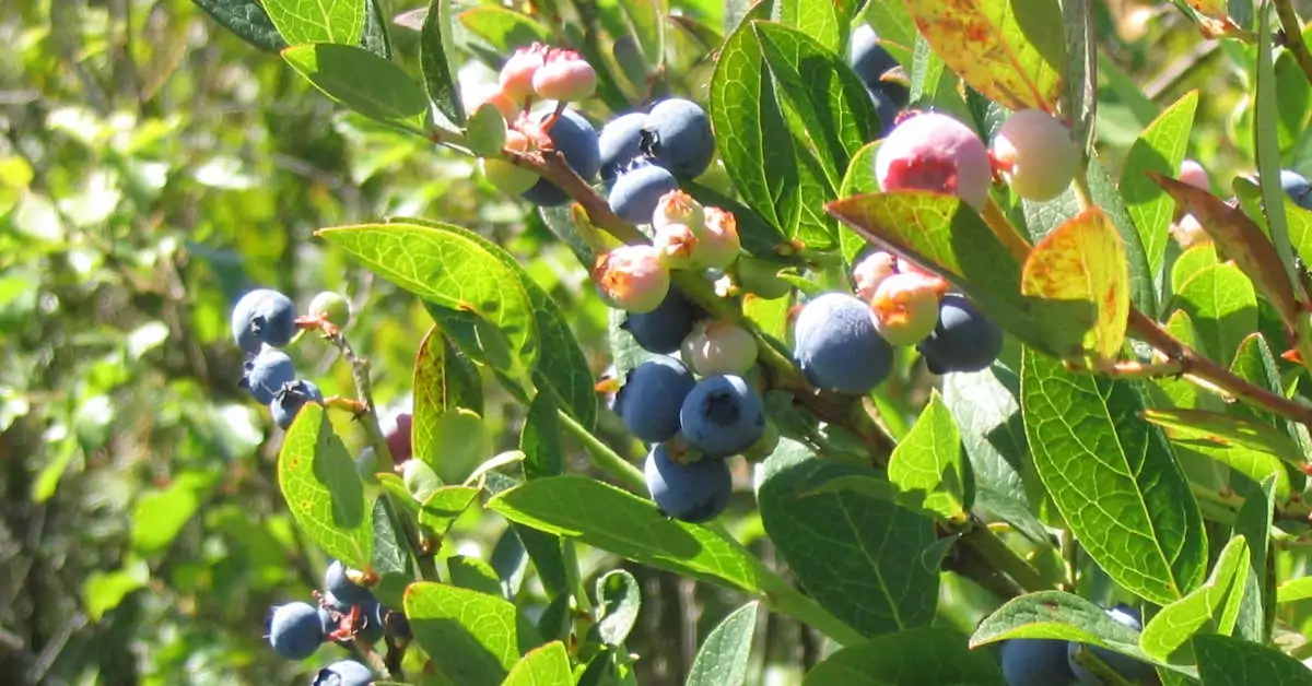 Jakie odmiany borówki sadzić obok siebie?
