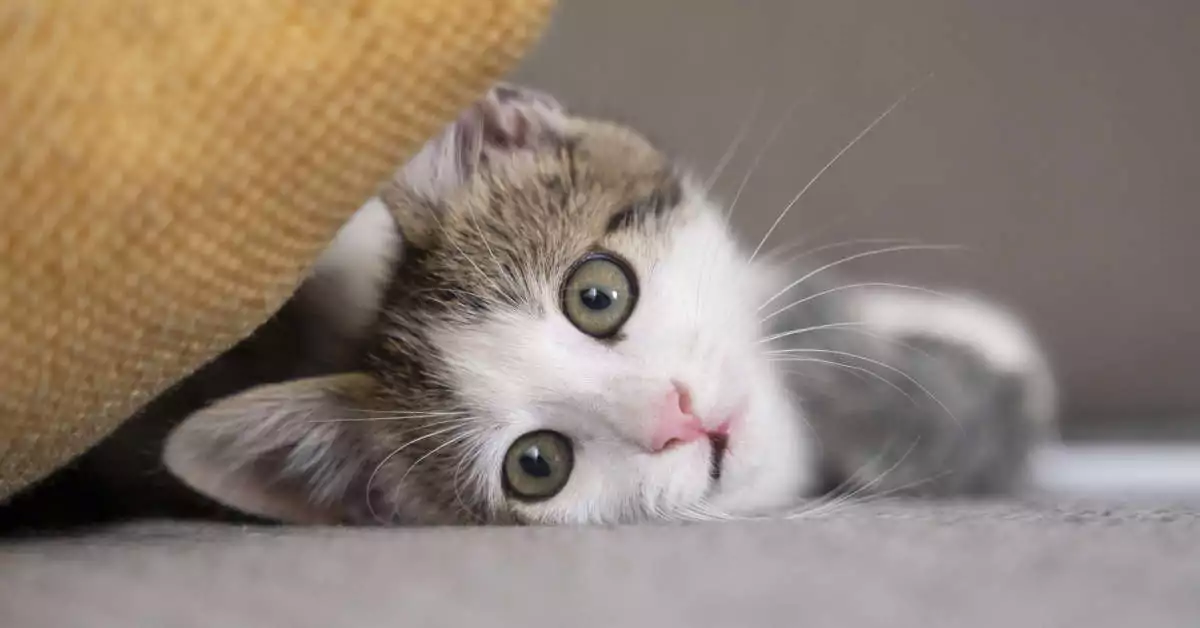 Czy róże są trujące dla kota?