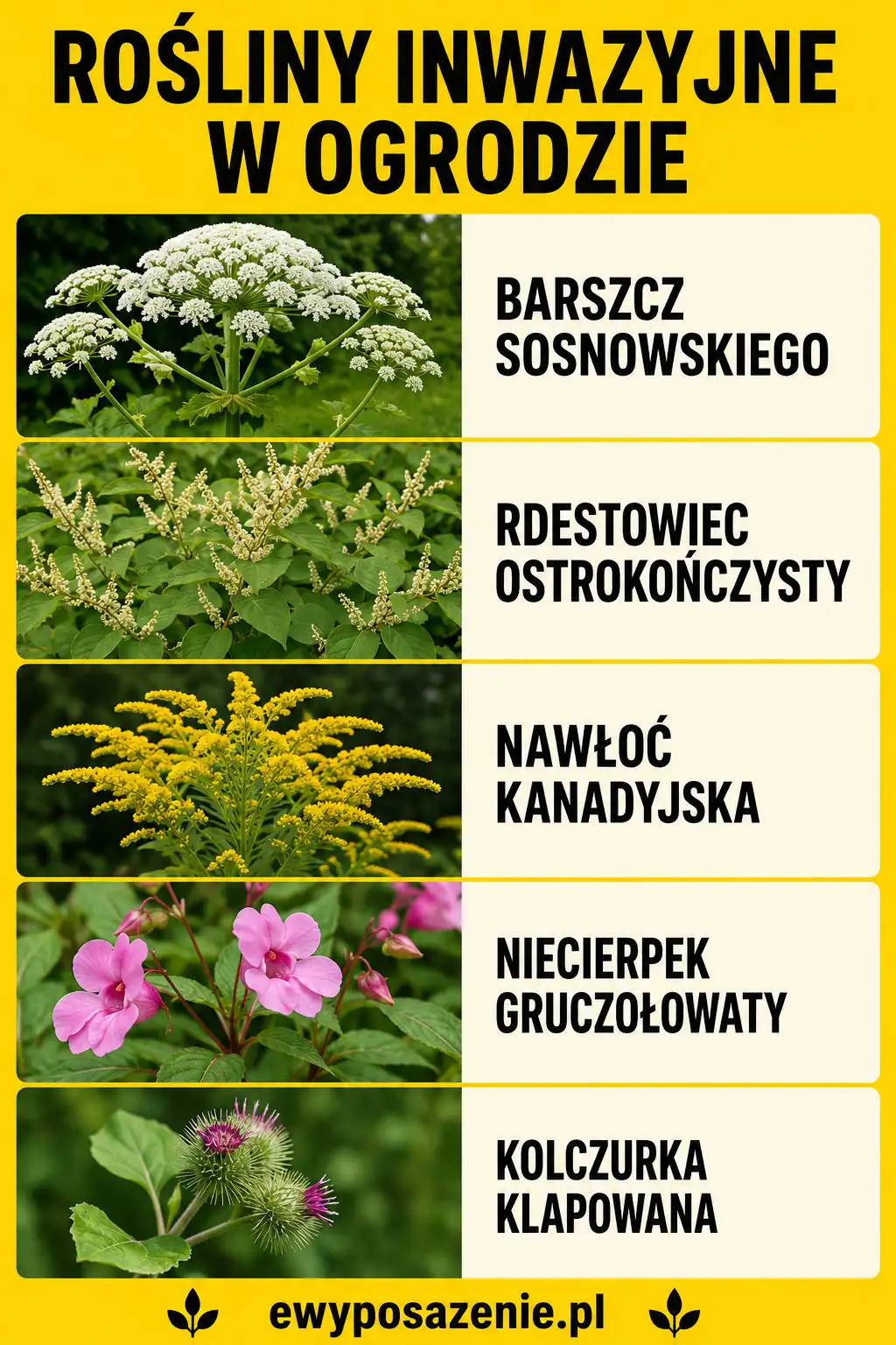 rośliny inwazyjne w ogrodzie infografika