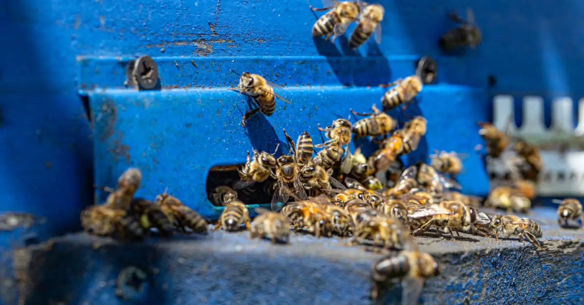 Ile miodu można uzyskać z jednego ula?