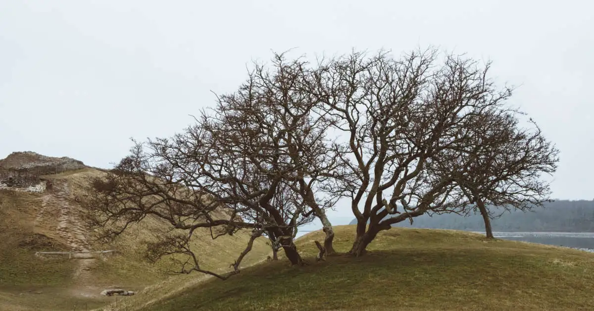 Czym podlać drzewo żeby uschło?