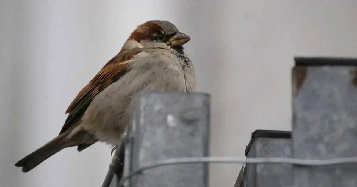Sposób na wróble pod dachem – najlepsze metody!