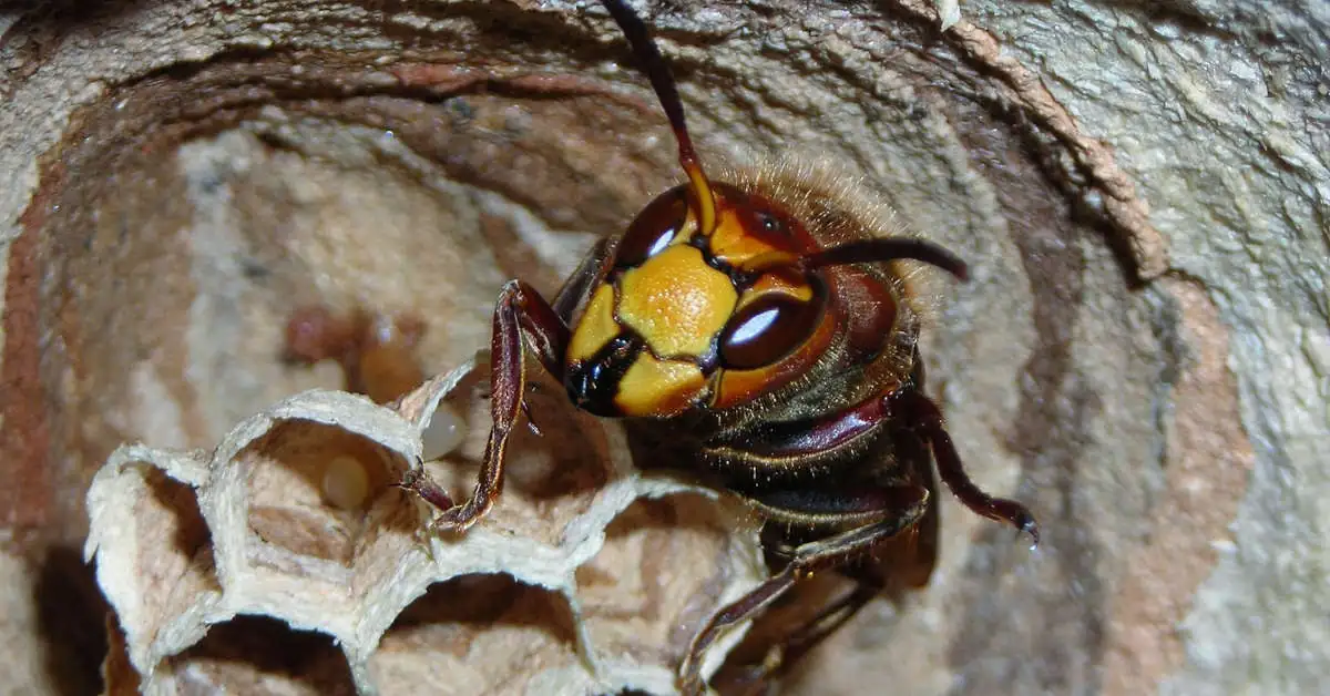 Jak usunąć gniazdo szerszeni?