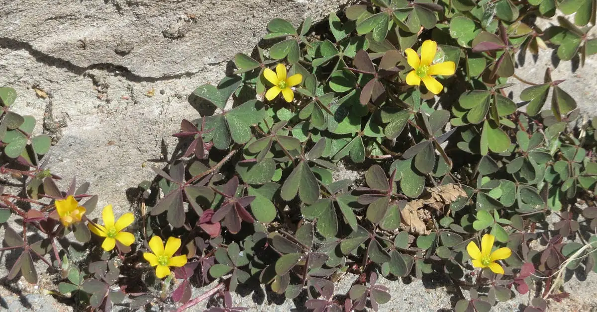 Szczawik rożkowaty – jak wytępić go z ogrodu?