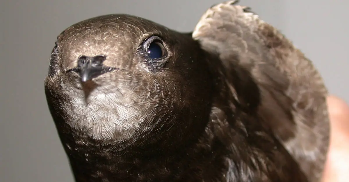 Jak zwabić jerzyki do ogrodu?