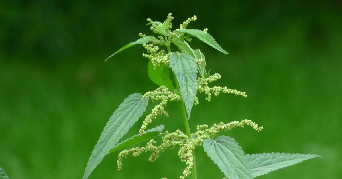 Jak zrobić nawóz z pokrzywy i go stosować?