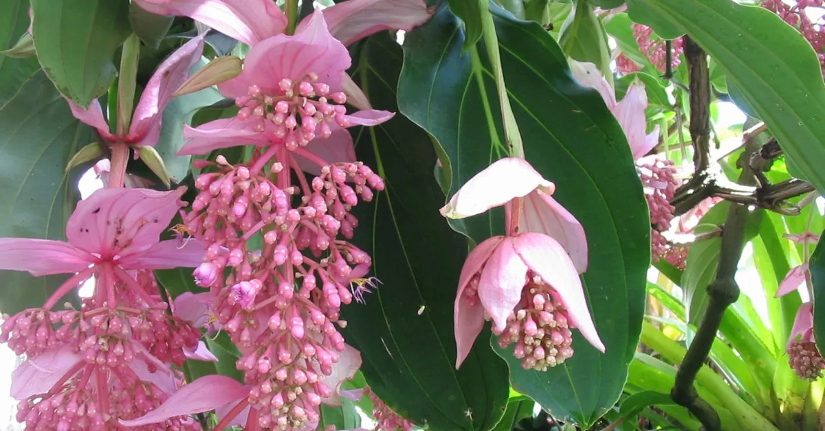 Medinilla wspaniała – uprawa i pielęgnacja