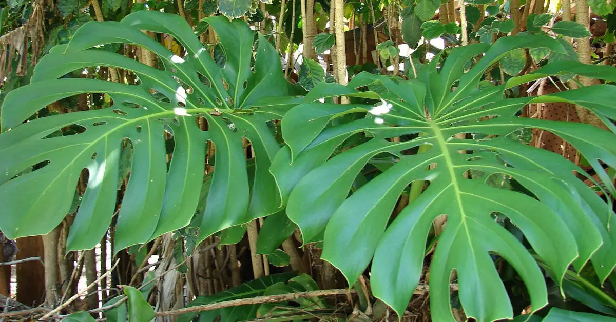 Wciornastki na monsterze – jak się ich pozbyć?