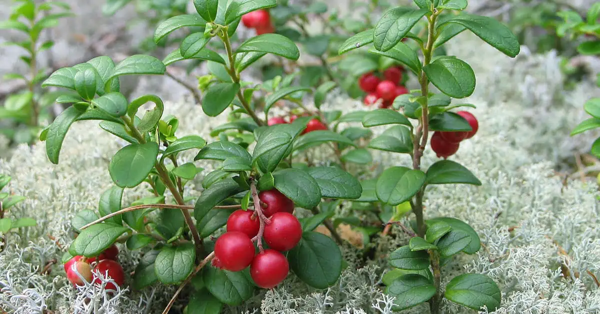 Borówka brusznica – czy jest jadalna?