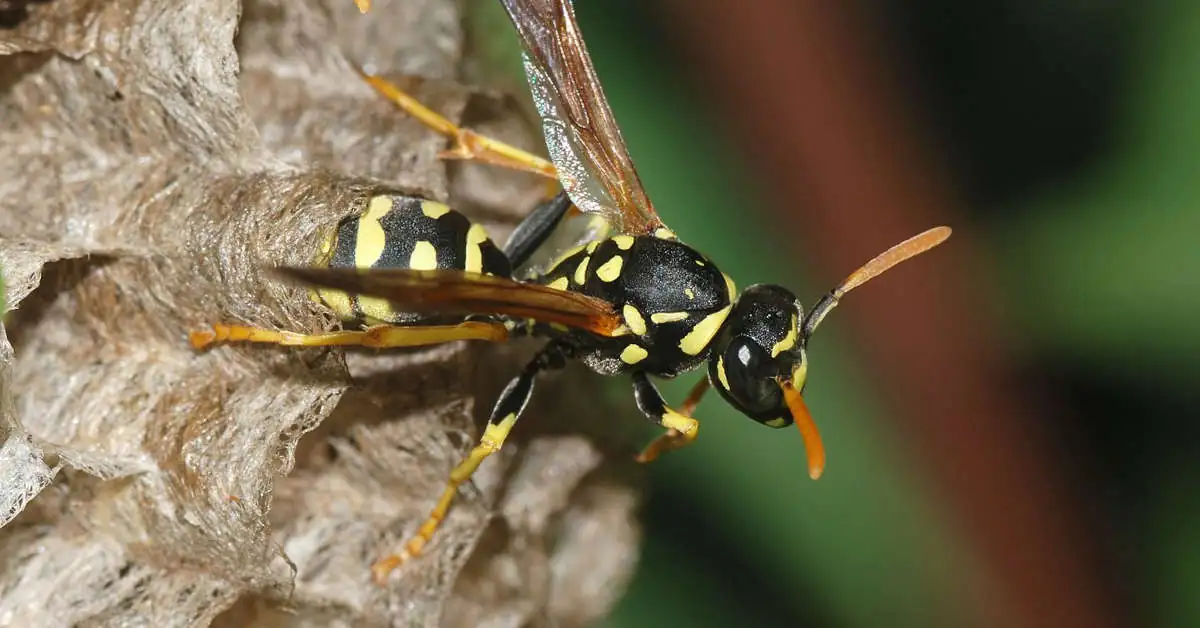 Owady podobne do osy – jak je rozpoznać?
