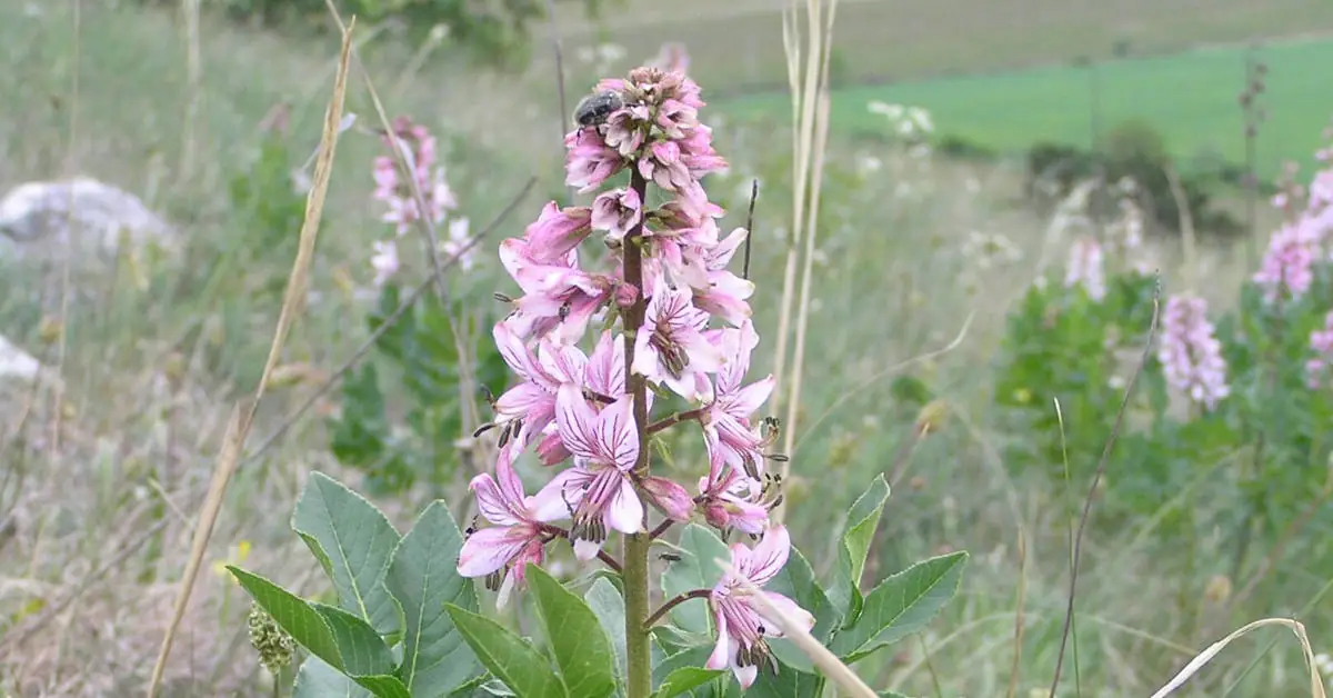 Krzew mojżesza – oparzenia. Co robić po kontakcie z rośliną?