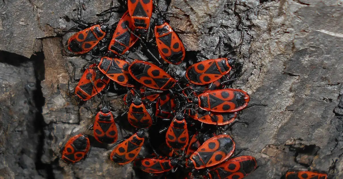 Kowal bezskrzydły – jak pozbyć się tego owada?