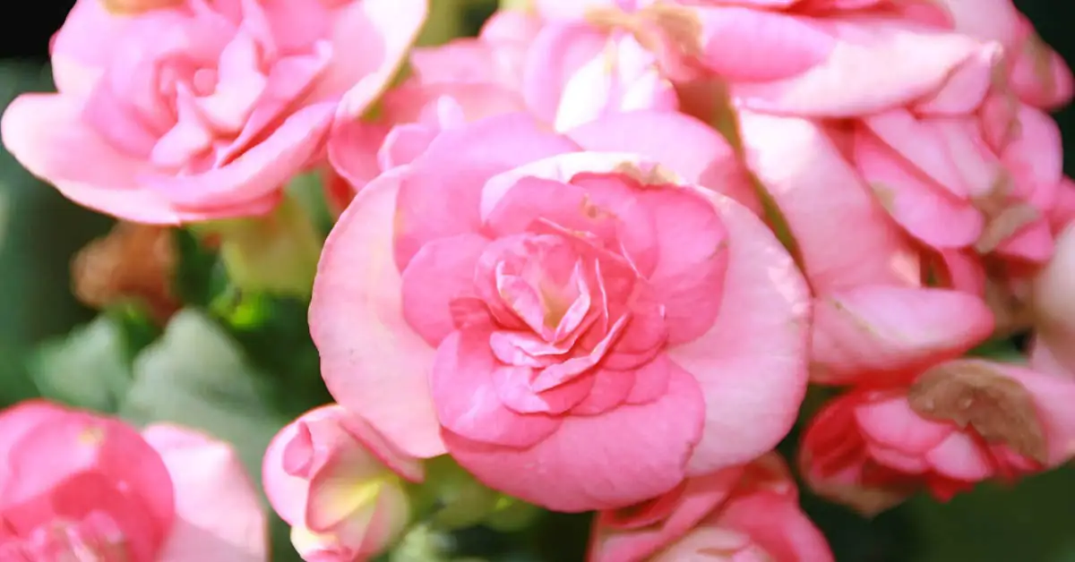 Begonia Elatior (zimowa) – uprawa, pielęgnacja