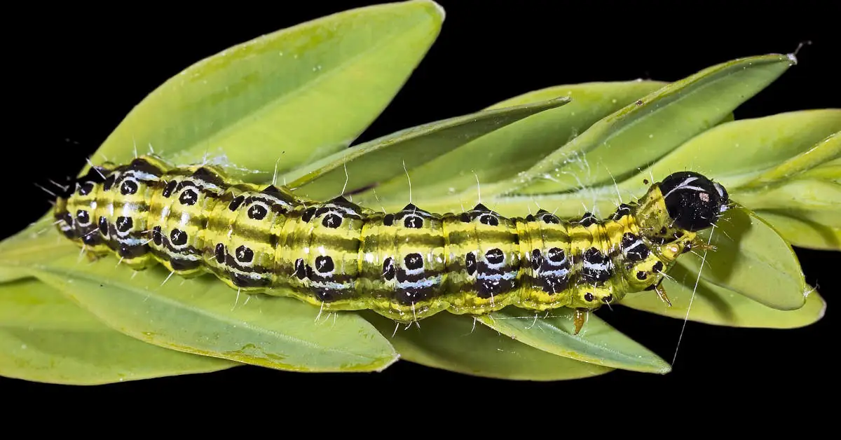 Zielone gąsienice – zwalczanie, domowe sposoby