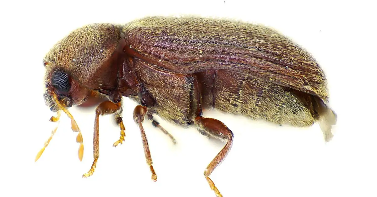 Żywiak chlebowiec – jak się pozbyć?