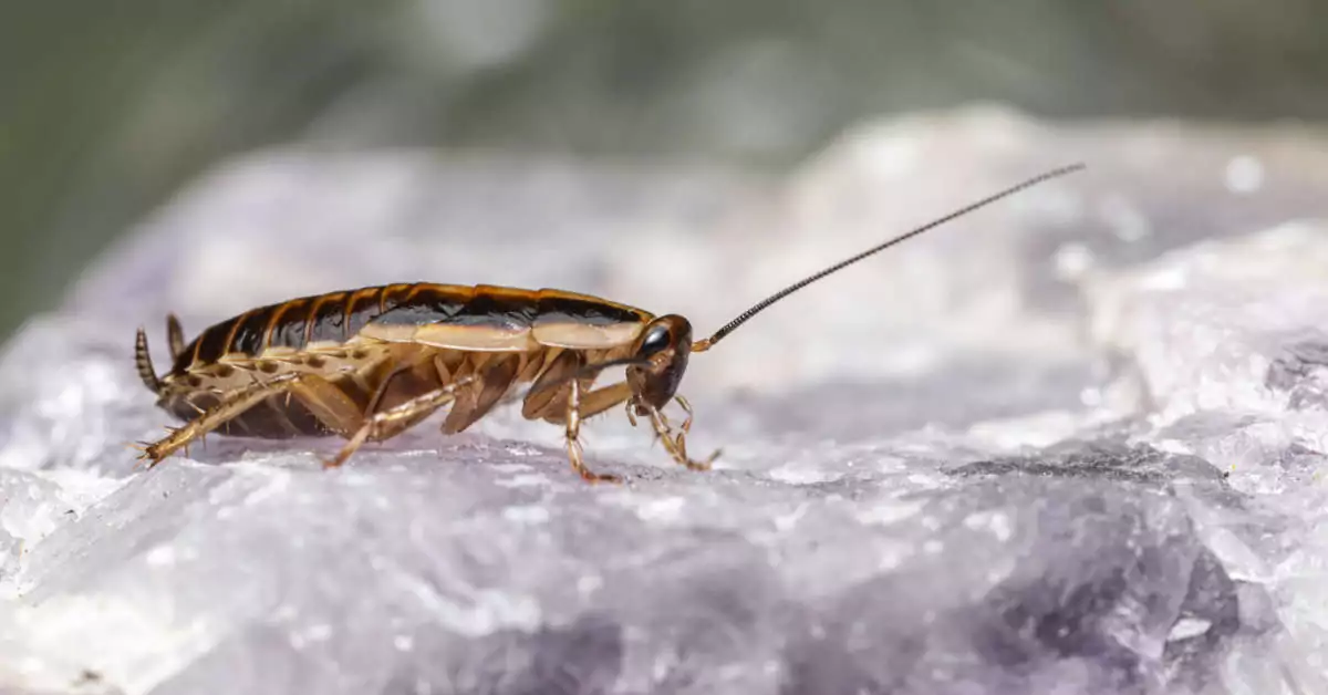 Jak pozbyć się karaluchów z domu?