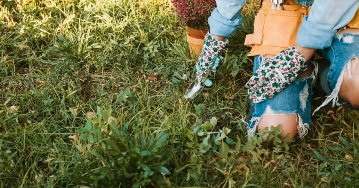 Domestos na chwasty – czy warto stosować?