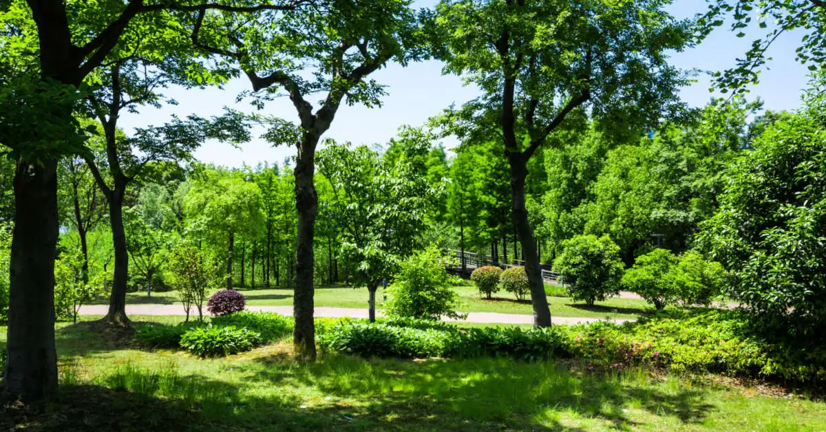 Najpiękniejsze drzewa do małego ogrodu – opis, uprawa