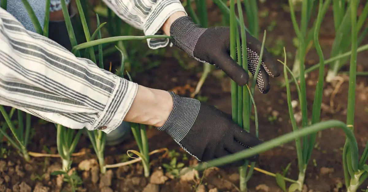 Co zrobić żeby cebula rosła w korzeń?