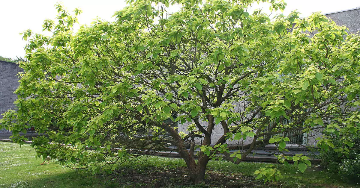 Katalpa – uprawa, przycinanie, sadzenie