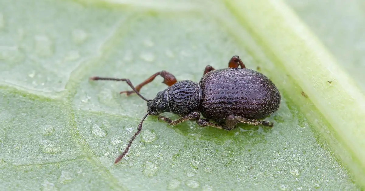 Naturalny wróg opuchlaka – jak zwalczyć szkodnika?