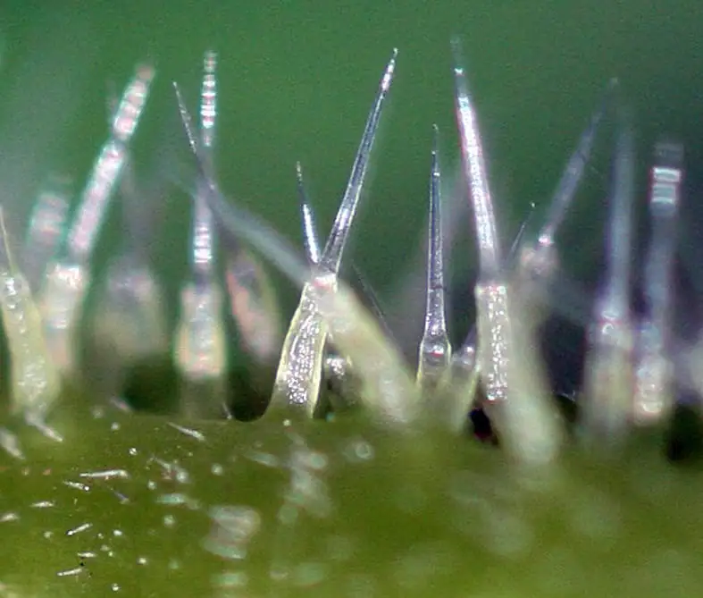 Parzydełka pokrzywy w przbliżeniu