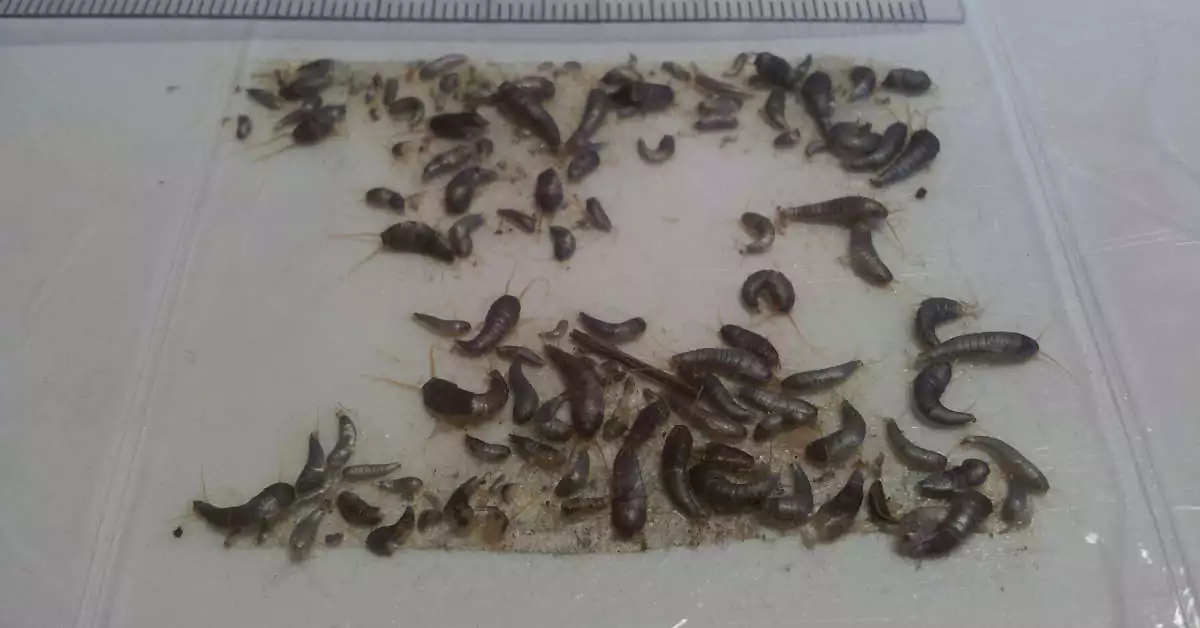 Jak pozbyć się rybików z mieszkania?