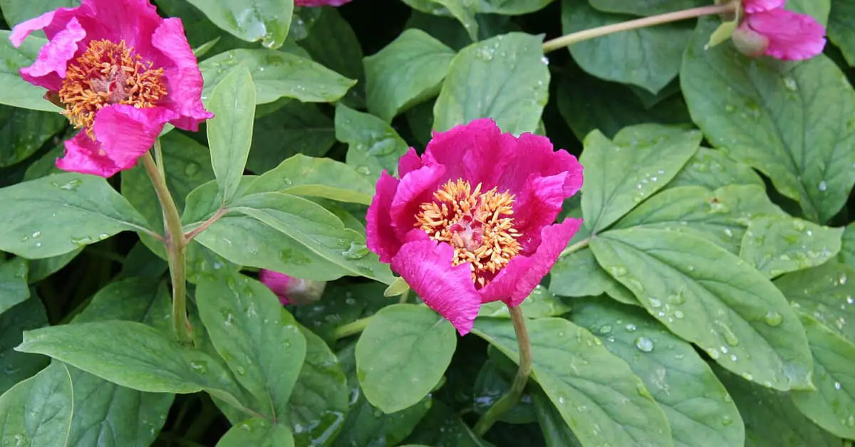 W jakim towarzystwie sadzić piwonie?