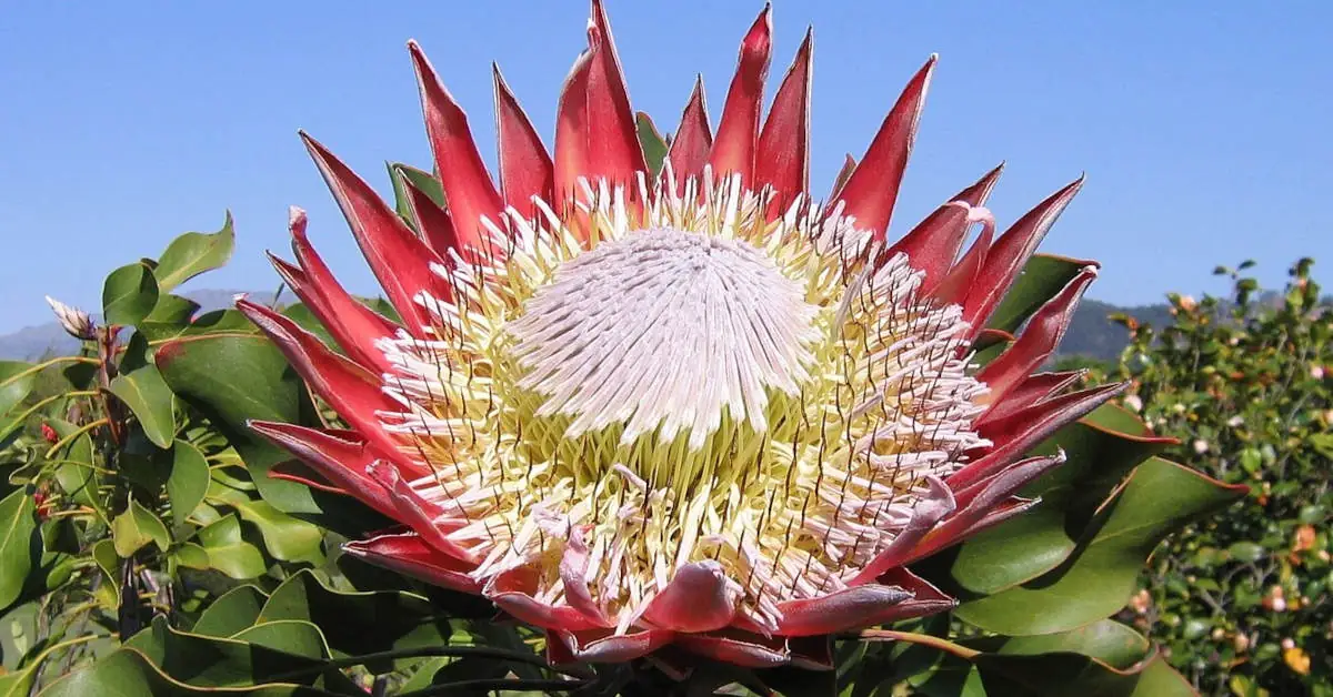 Protea królewska – uprawa, pielęgnacja, cena