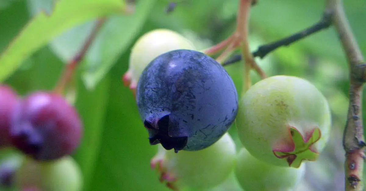Antraknoza borówki – objawy, leczenie i zapobieganie